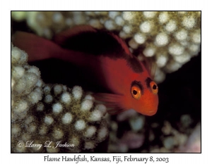 Flame Hawkfish