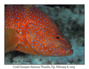 Coral Grouper