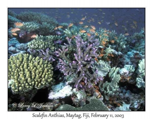 Scalefin Anthias on Maytag Reef