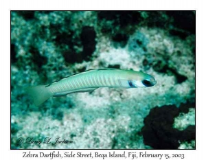 Zebra Dartfish