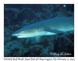 Whitetip Reef Shark