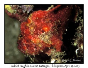 Freckled Frogfish