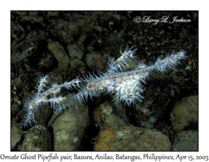 Ornate Ghost Pipefish pair