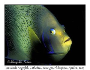 Semicircle Angelfish