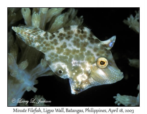 Minute Filefish