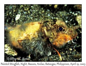 Painted Stingfish @ night