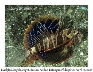 Blackfin Lionfish @ night