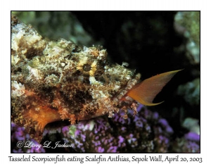 Tasselled Scorpionfish eating Scalefin Anthias