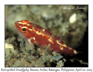 Red-spotted Dwarfgoby