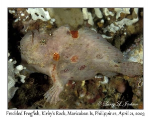 Freckled Frogfish