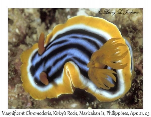 Magnificent Chromodoris