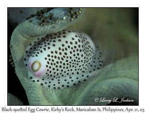 Black-spotted Egg Cowrie