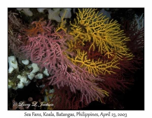 Sea Fans