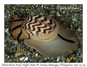 Zebra Moon Snail @ night