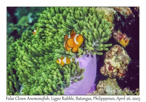 False Clown Anemonefish in Magnificent Sea Anemone