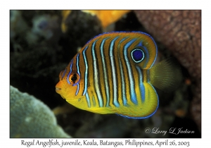 Regal Angelfish, juvenile