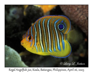 Regal Angelfish juvenile