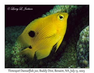 Threespot Damselfish juvenile