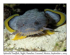 Splendid Toadfish @ night