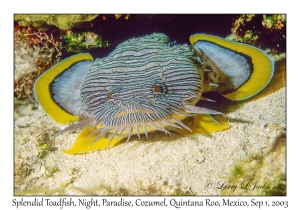 Splendid Toadfish at night