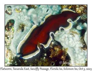 Flatworm