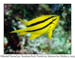 Yellowtail Damsel juvenile