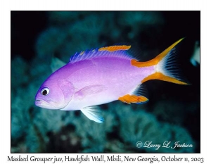 Masked Grouper juvenile