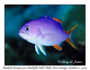 Masked Grouper juvenile