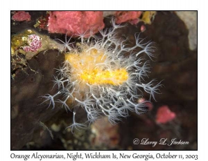 Orange Finger Coral @ night