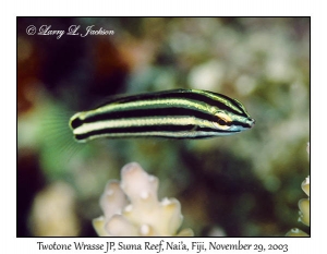 Twotone Wrasse juvenile phase