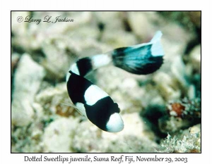 Dotted Sweetlips juvenile