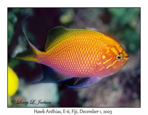 Hawk Anthias