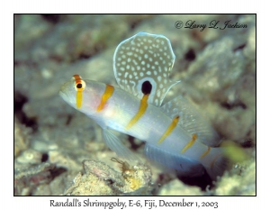 Randall's Shrimpgoby