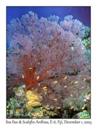 Sea Fan & Scalefin Anthias