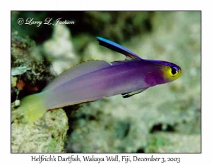 Helfrich's Dartfish