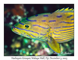 Harlequin Grouper