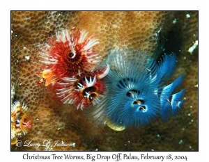Christmas Tree Worms