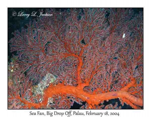 Sea Fan