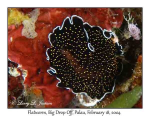 Flatworm