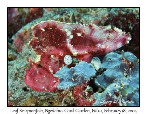 Leaf Scorpionfish