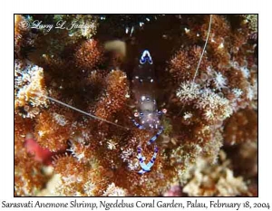 Sarasvati Anemone Shrimp in Night Sea Anemone