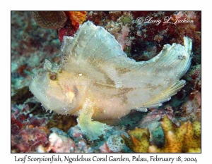 Leaf Scorpionfish