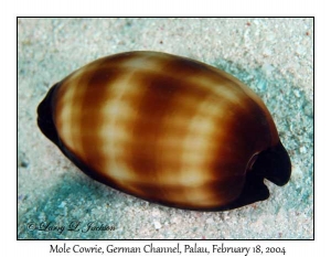 Mole Cowrie