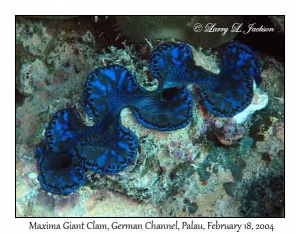 Maxima Giant Clam