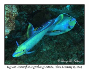 Bignose Unicornfish