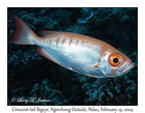 Crescent-tail Bigeye