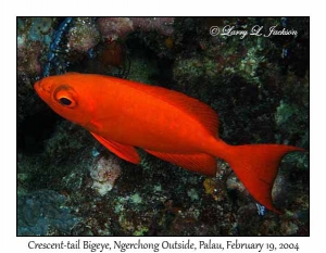 Crescent-tail Bigeye