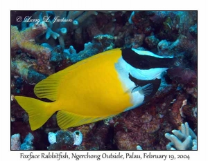 Foxface Rabbitfish