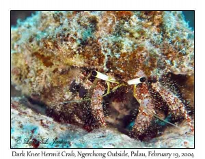 Dark Knee Hermit Crab