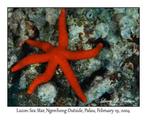 Luzon Sea Star